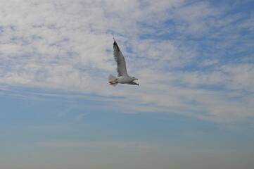 Seagull