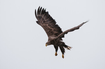 eagle