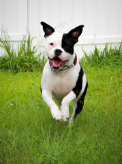 happy rescue dog