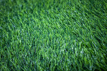green grass background