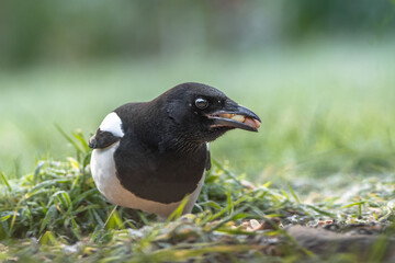 Elster im Gras sitzend 1