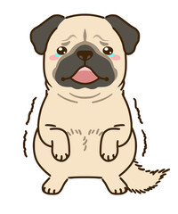 おびえるパグ（フォーン）