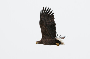 white tail eagle