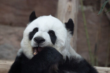 Cute female panda in Thailand