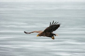 white tail eagle
