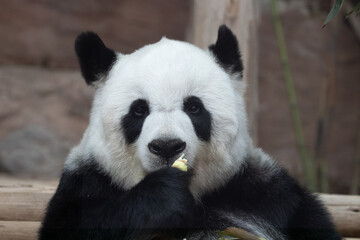 Obraz na płótnie Canvas Sweet female panda eating bamboo shoot
