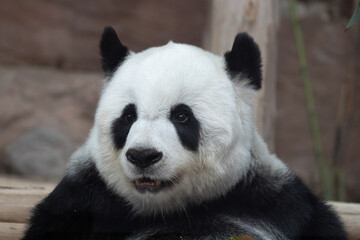 Obraz premium Fluffy Panda is Smiling