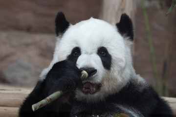 Close up Cute Happy Sweet Panda