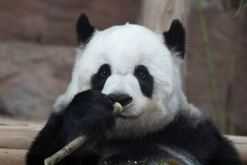 Obraz na płótnie Canvas Close up Cute Happy Sweet Panda