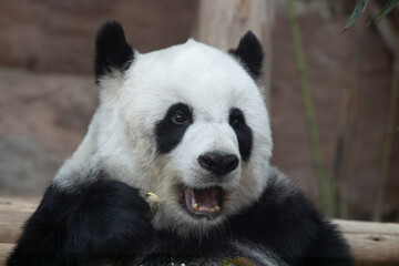 Obraz na płótnie Canvas a Portrait of a sweet panda 