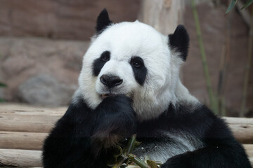 a Portrait of a sweet panda 