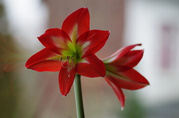 Amaryllis