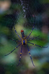 Bottom view of Golden Orb Web spider (Nephila Pilipes)