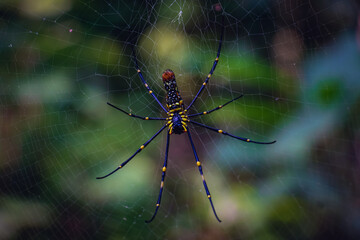 Bottom view of Golden Orb Web spider (Nephila Pilipes)