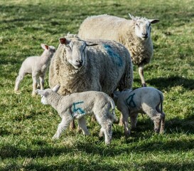 Obraz premium sheep and lambs