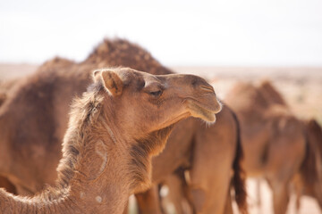 friendly camel wandering freely in the desert of morocco.