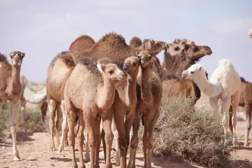 Fotobehang friendly camel wandering freely in the desert of morocco. © mustapha