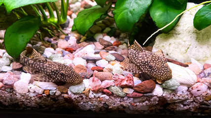 Fish Ancistrus - couple of catfish in a home freshwater aquarium with a green anubias plants