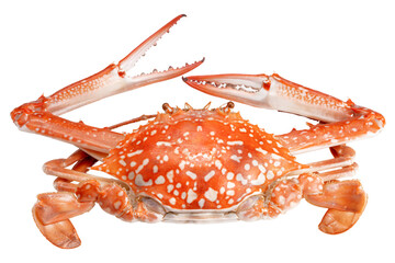 Steamed Blue Crab isolated on white background, Cooked Organic Crab, famous Seafood. Clipping path