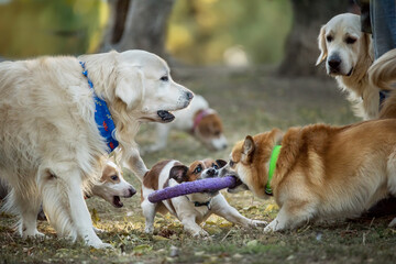 Dogs of different breeds fight and play in the park.