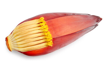 Fresh Banana Blossom with blooming flowers isolated on white background. Clipping path