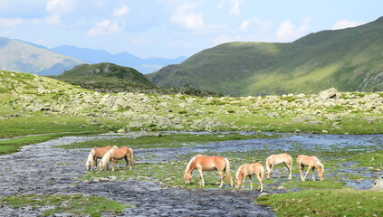 Haflinger Pferde auf einer Weide im Sommer in den Südtiroler Bergen, Weißbrunn, Ultental,...