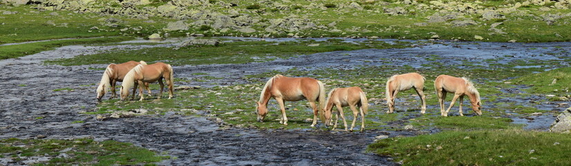 Mehrere Haflinger Pferde im Sommer auf einer Almwiese im Ultental bei Meran, Südtirol, Italien	