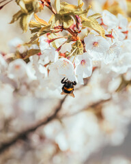Springblossom with bumblebee