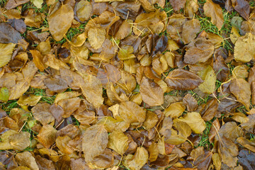 Many wet brown fallen leaves of mulberry on the ground in december