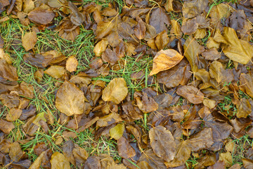 Wet brown fallen leaves of mulberry in the grass in December