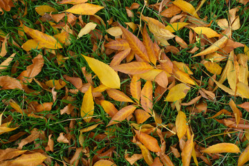 Background - amber yellow fallen leaves of ash tree in the grass in October