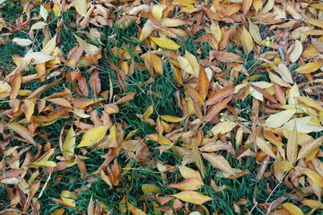 Cover of brown and yellow fallen leaves of ash tree on green grass in October