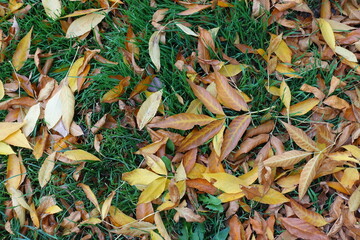 Top view of brown and yellow fallen leaves of ash tree on green grass in October