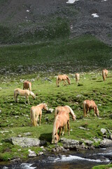 Naklejka na ściany i meble Haflinger Pferde auf einer Weide im Sommer in den Südtiroler Bergen, Weißbrunn, Ultental, Südtirol, Italien