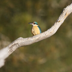 Forest Kingfisher sitting on a Eucalyptus branch in the morning light, Queensland, Australia.