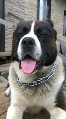 алабай умиляется