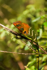 (Reptile) Common Green Forest Lizard (Calotes Calotes)