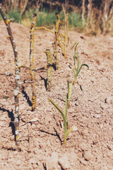 Sprouts of crops in a vegetable garden