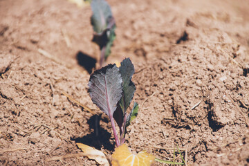 Sprouts of crops in a vegetable garden