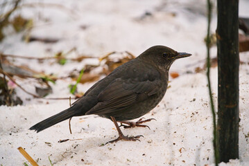 young blackbird in snow