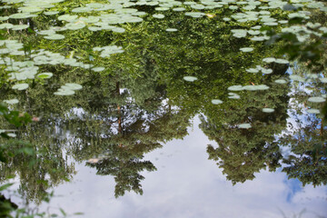 reflection of pine trees with green spikes foliage on surface of a lake pond with water lilies (Nymphaea) 