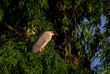 Black-crowned Night Heron in breeding colony