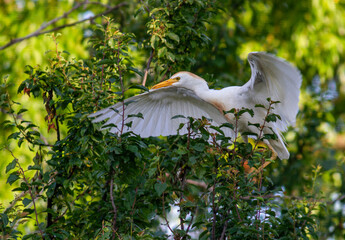 Cattle Egret beahvior in breeding colony