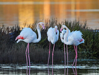 flamingos meeting in the pond at sunset - 477443554