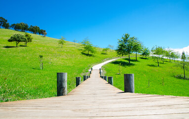 Fototapeta na wymiar Narrow timber boardwalk into a green field on the hill.