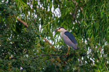 Black-crowned Night Heron in breeding colony