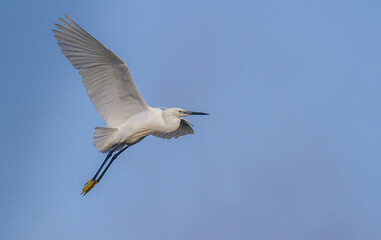 Little Egret behavior in breeding colony