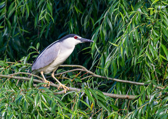 Black-crowned Night Heron in breeding colony