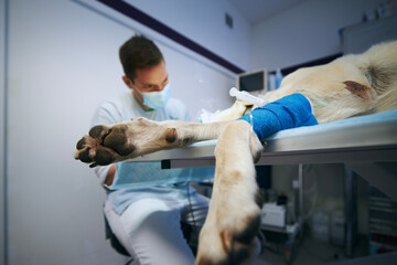 Veterinarian during dog surgery. Old labrador retriever in animal hospital. Selective focus on paw.
