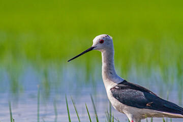 Black-winged Stilt in rise field